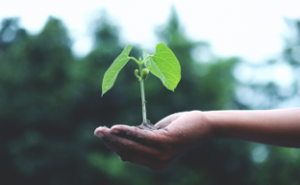 investment_strategy
